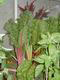 Swiss chard