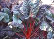 Swiss chard