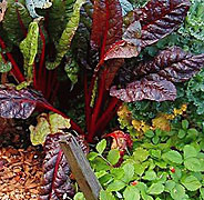 Swiss chard