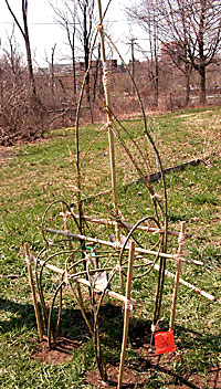 The finished (for now) chair.  After it grows and grafts form, the bamboo frame will be removed.