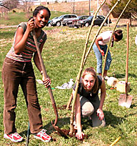 Building willow dome.