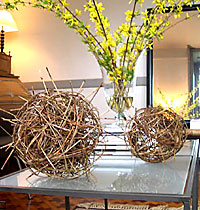 Equisetum spheres