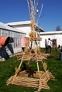 Building a fountain grass (Miscanthus floridulus) tower.