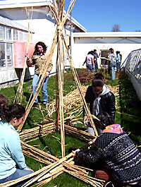 Building a fountain grass (Miscanthus floridulus) tower.