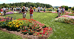 Floriculture Field Day attendees view annual flower trials at Bluegrass Lane.