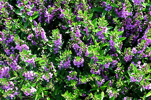 Angelonia Angel Mist  Lavender Bicolor