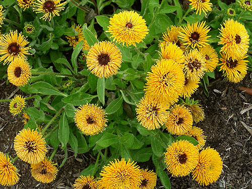 Rudbeckia Radiance