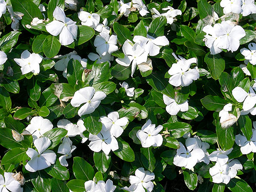 Vinca Titan Pure White