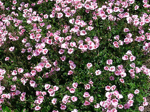 Diascia Darla - Light Pink