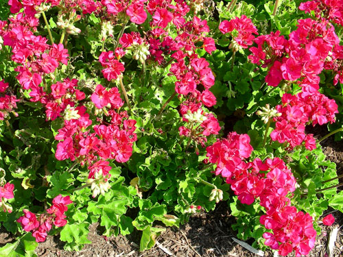 Geranium (Zonal) Americana Violet