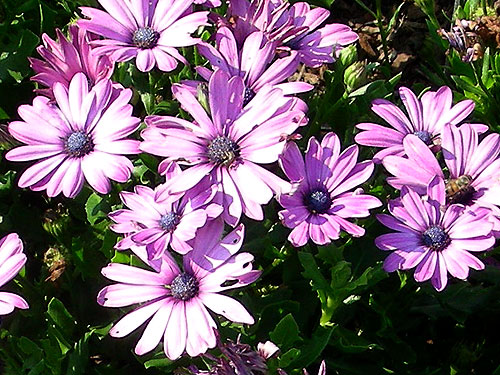 Osteospermum Tradewinds Light Purple