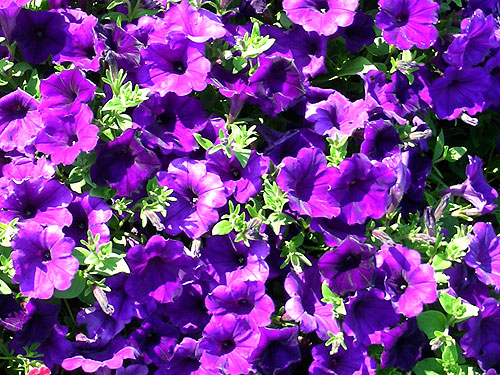 Petunia Jamboree Blue