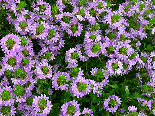 Scaevola Bombay Blue