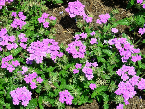 Verbena Lanai Blue