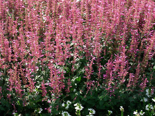 Agastache Color Spires Orchid