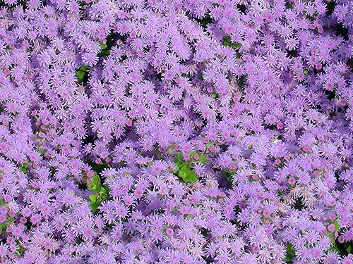 Ageratum Artist Blue