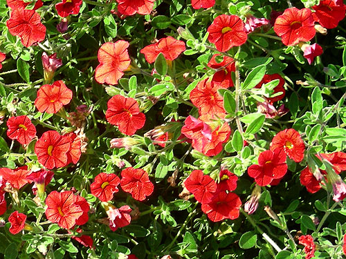 Calibrachoa Superbells - Scarlet