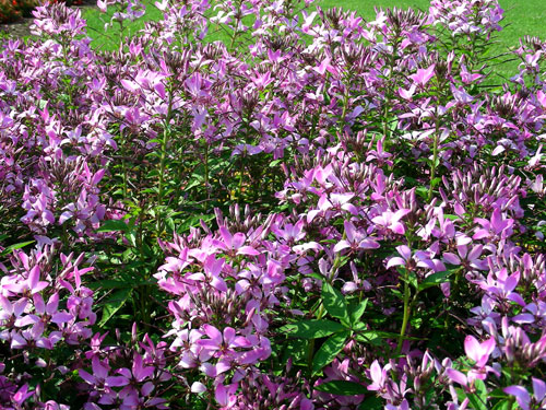 Cleome Senorita Rosalita