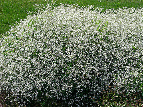 Euphorbia Diamond Frost