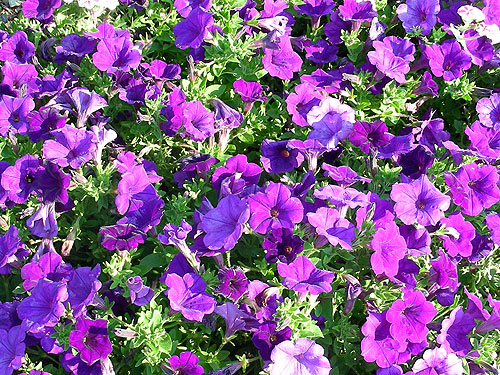 Petunia Supertunia Royal Velvet