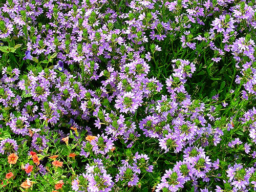 Scaevola Whirlwind Blue