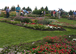 Floriculture Field Day attendees view annual flower trials at Bluegrass Lane.