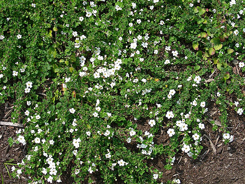 Achillea Gypsy White