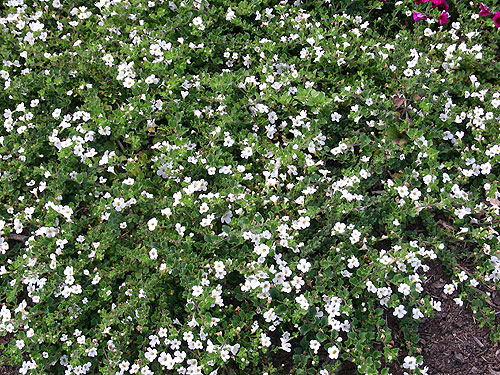 Achillea Gypsy White