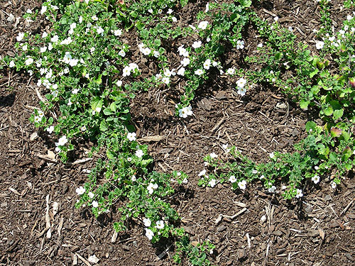 Achillea Gypsy White