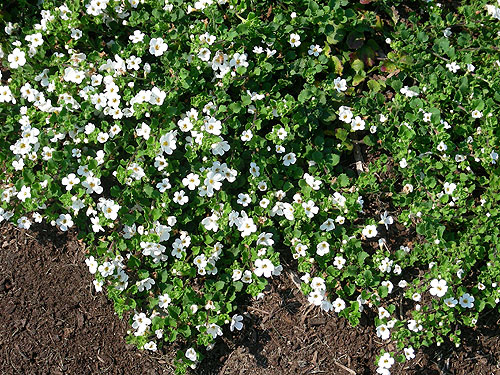 Achillea Gypsy White