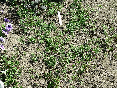 Achillea Gypsy White