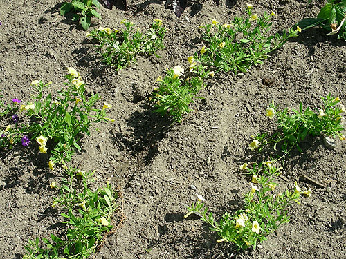 Achillea Gypsy White