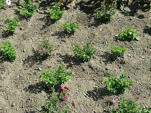 Achillea Gypsy White