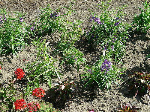 Achillea Gypsy White