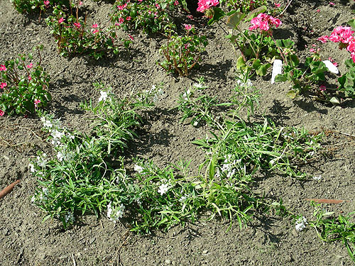 Achillea Gypsy White