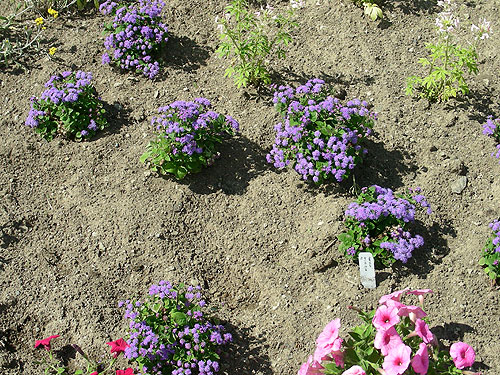 Achillea Gypsy White