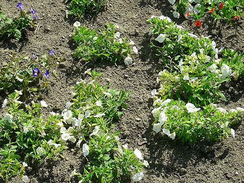 Achillea Gypsy White