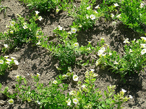 Achillea Gypsy White