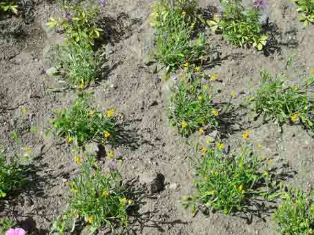 Achillea Gypsy White