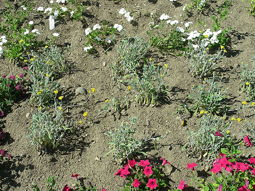 Achillea Gypsy White