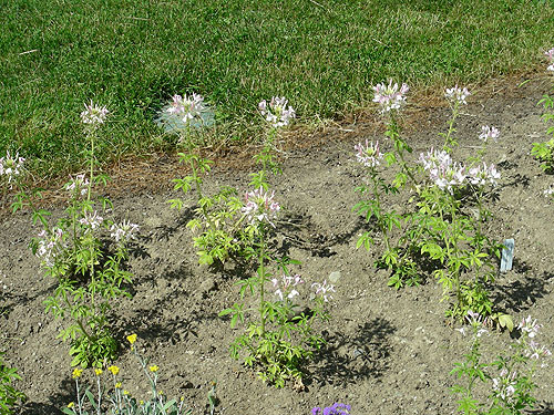 Achillea Gypsy White