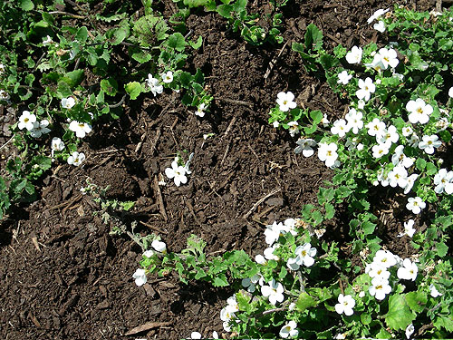 Achillea Gypsy White