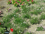 Achillea Gypsy White