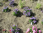 Achillea Gypsy White