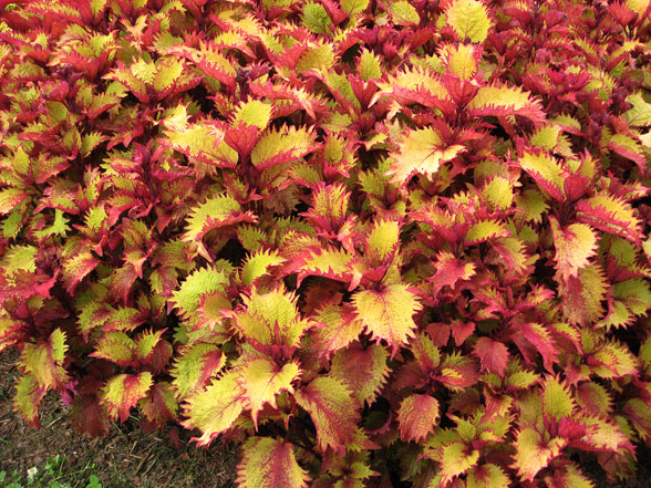 Coleus Henna