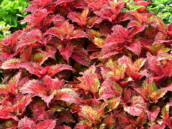 Coleus Indian Summer