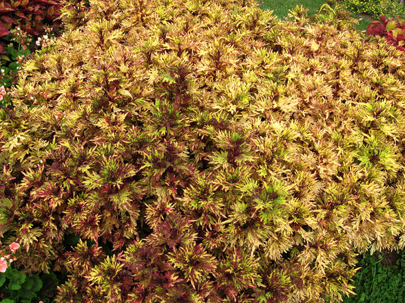 Coleus Mint Mocha