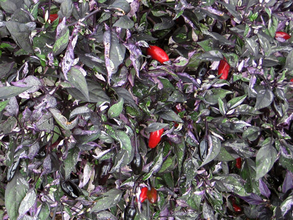 Pepper Ornamental Calico