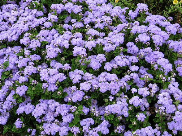 Ageratum Artist Alto Light Blue