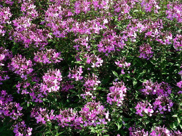 Cleome Senorita Rosalita